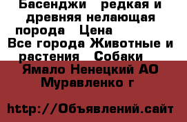 Басенджи - редкая и древняя нелающая порода › Цена ­ 50 000 - Все города Животные и растения » Собаки   . Ямало-Ненецкий АО,Муравленко г.